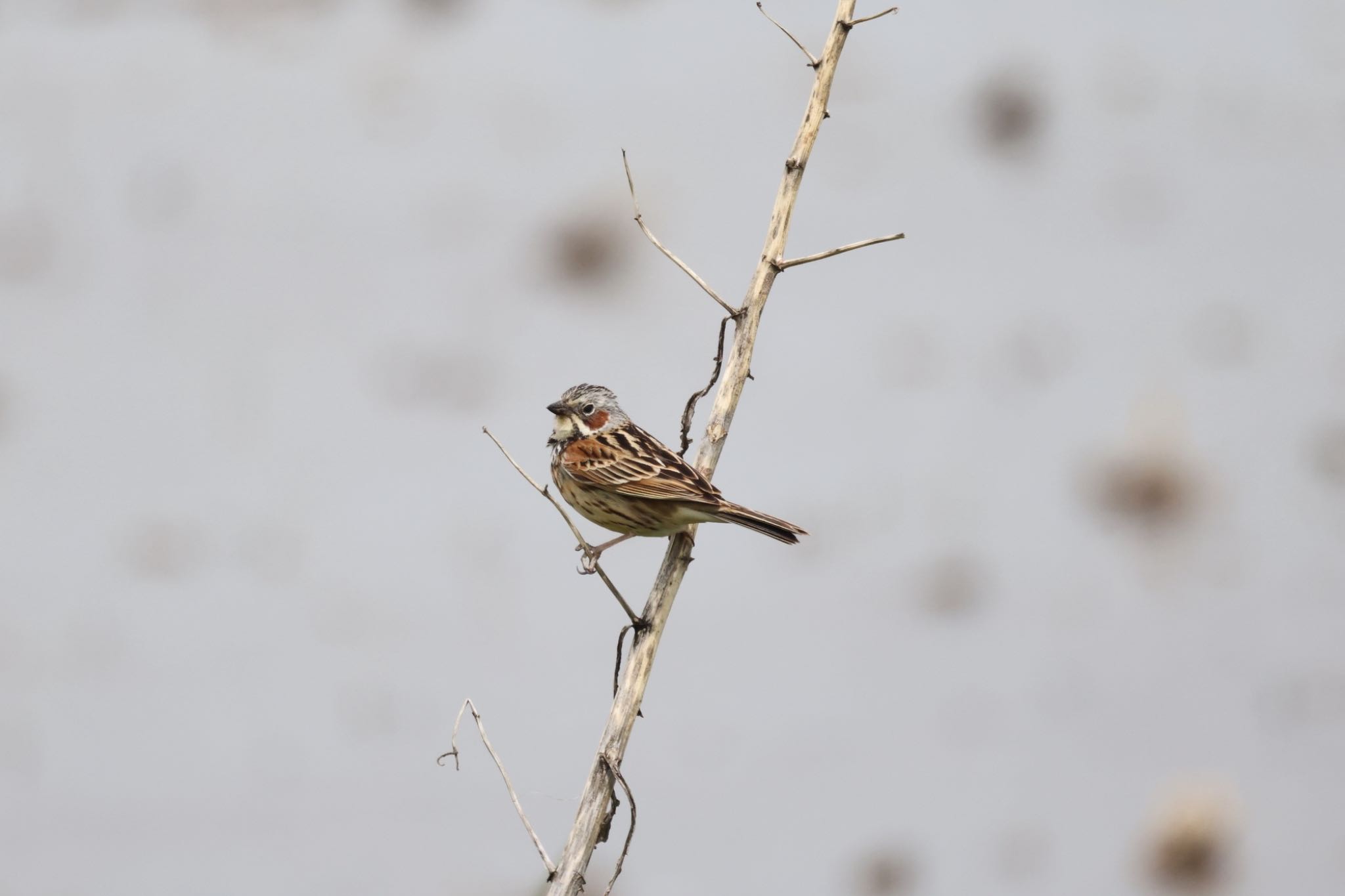 Chestnut-eared Bunting