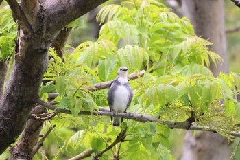 Mon, 5/20/2024 Birding report at 茨戸川緑地