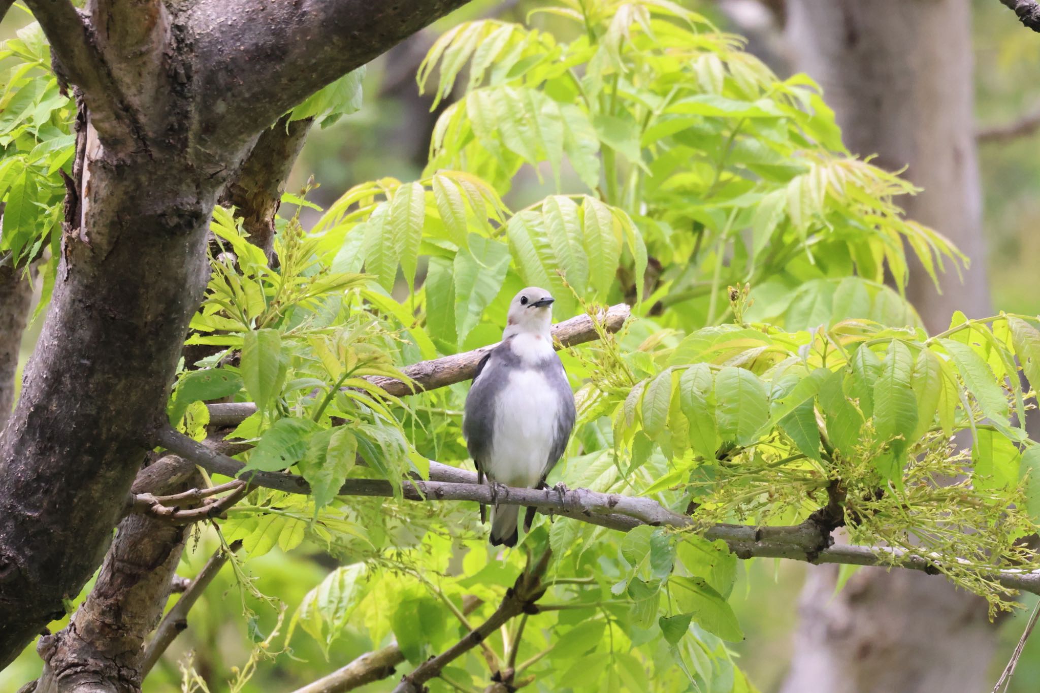 Chestnut-cheeked Starling