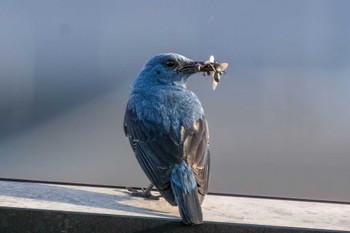 2024年5月20日(月) 愛知県豊田市の野鳥観察記録