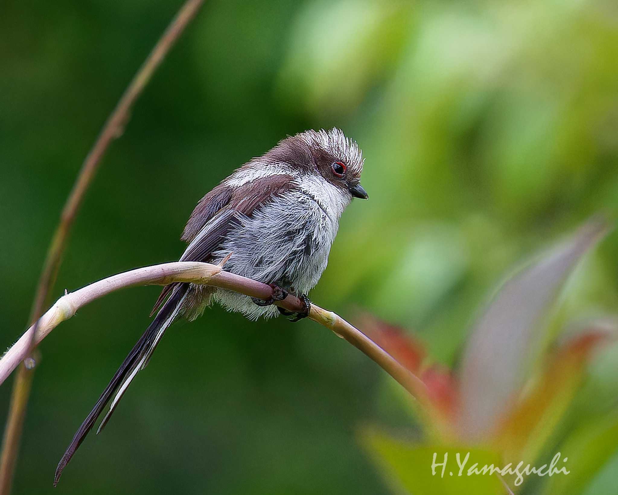 Photo of Long-tailed Tit at 大町自然観察園 by intasumo