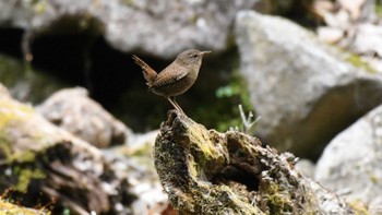 Eurasian Wren 長野県南佐久 Sun, 5/19/2024