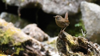 Eurasian Wren 長野県南佐久 Sun, 5/19/2024