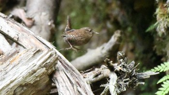 Eurasian Wren 長野県南佐久 Sun, 5/19/2024