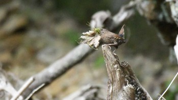 Eurasian Wren 長野県南佐久 Sun, 5/19/2024