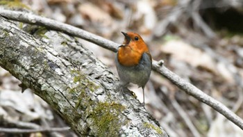 Japanese Robin 長野県南佐久 Sun, 5/19/2024