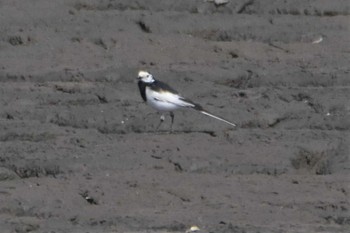 White Wagtail(leucopsis) 熊本新港 Sun, 4/29/2018