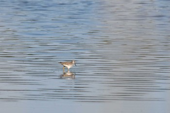 2024年5月18日(土) 高瀬川河口(青森県)の野鳥観察記録