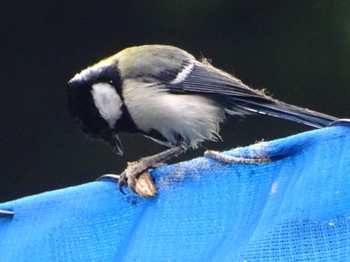 Japanese Tit Maioka Park Mon, 5/20/2024