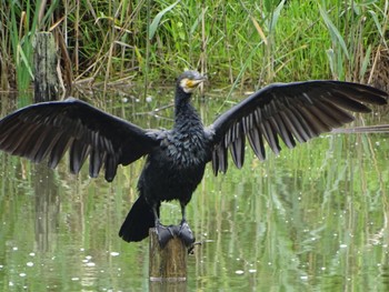 Great Cormorant Maioka Park Mon, 5/20/2024