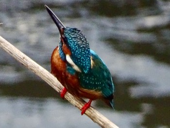 Common Kingfisher いたち川(横浜 本郷台) Mon, 5/20/2024