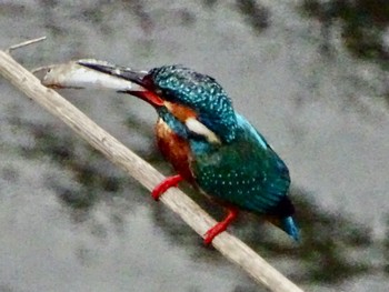 Common Kingfisher いたち川(横浜 本郷台) Mon, 5/20/2024