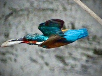 Common Kingfisher いたち川(横浜 本郷台) Mon, 5/20/2024