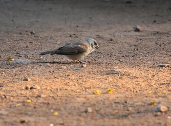 Northern Grey-headed Sparrow