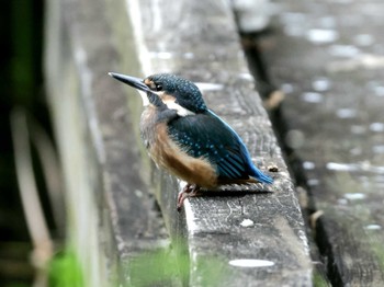 Common Kingfisher ギャザリアビオガーデン　フジクラ木場千年の森 Sun, 5/19/2024