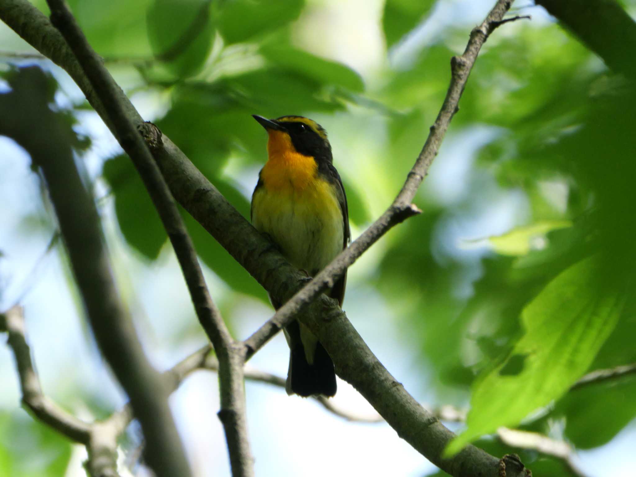 Photo of Narcissus Flycatcher at 秩父 by little birds