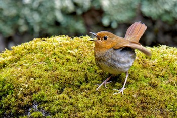 Japanese Robin 大蔵高丸 Thu, 5/2/2024