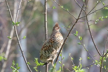 Hazel Grouse 北海道美瑛町 Sat, 5/13/2023