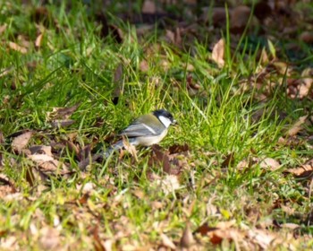 Japanese Tit Kinuta Park Unknown Date