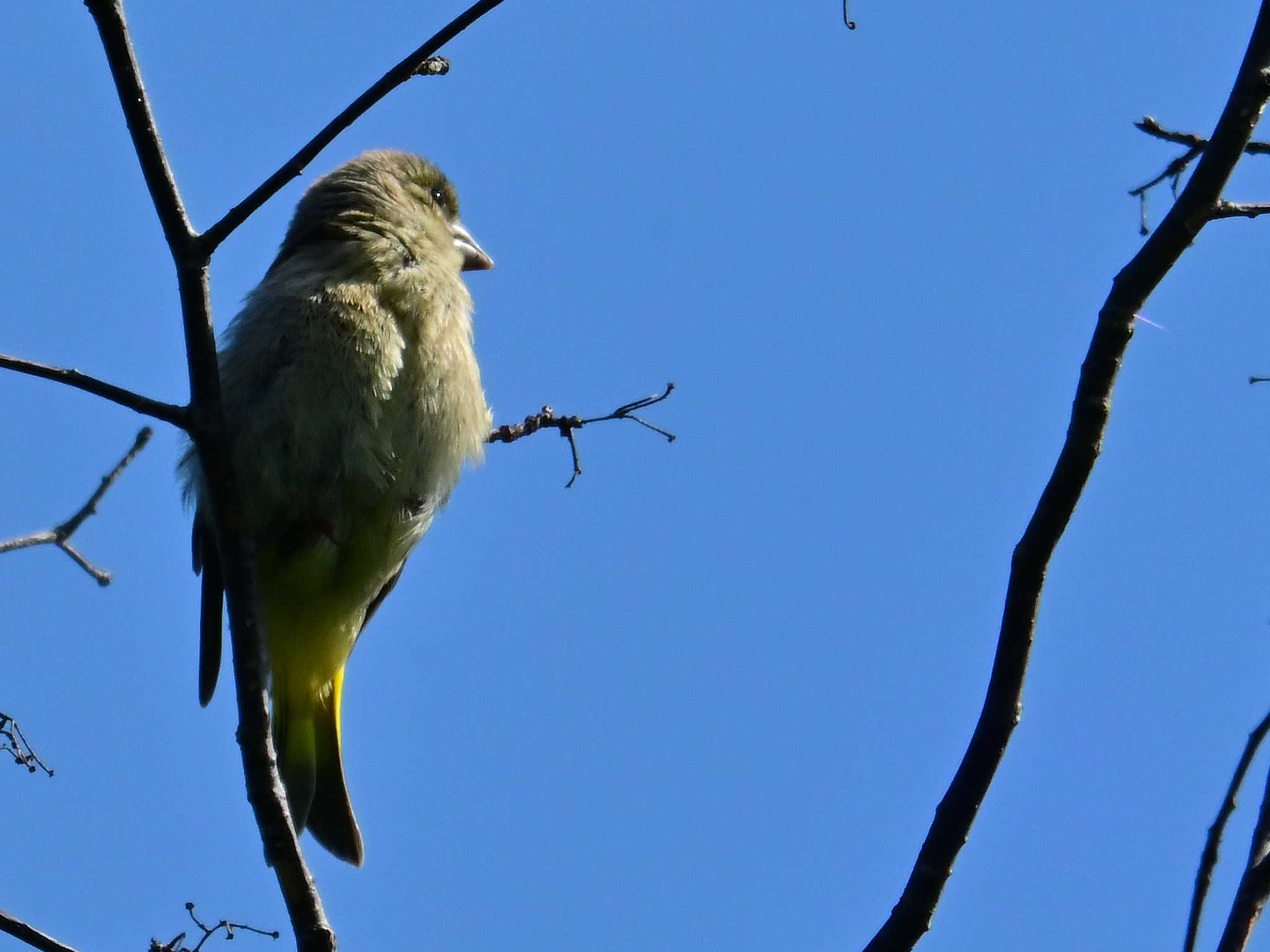 Grey-capped Greenfinch