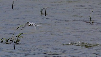 Little Tern Isanuma Mon, 5/6/2024