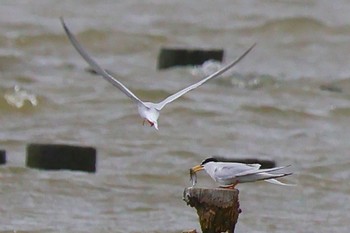 Little Tern Isanuma Mon, 5/6/2024