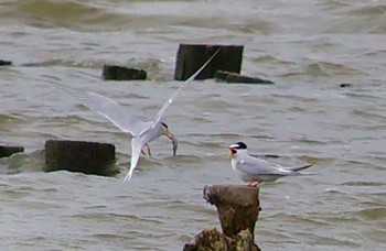 2024年5月6日(月) 伊佐沼の野鳥観察記録