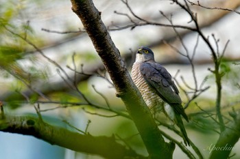 Japanese Sparrowhawk 近所 Fri, 5/3/2024