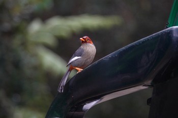 Sun, 2/25/2024 Birding report at Kinabaru park