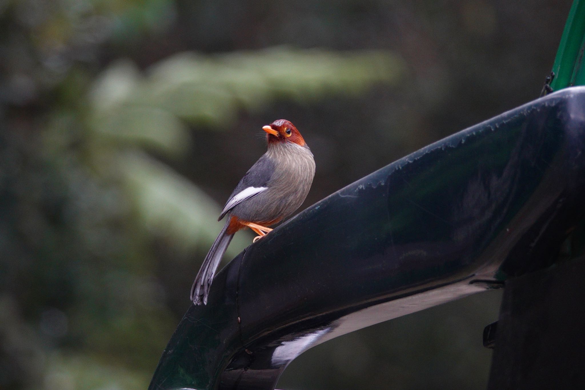 Chestnut-hooded Laughingthrush