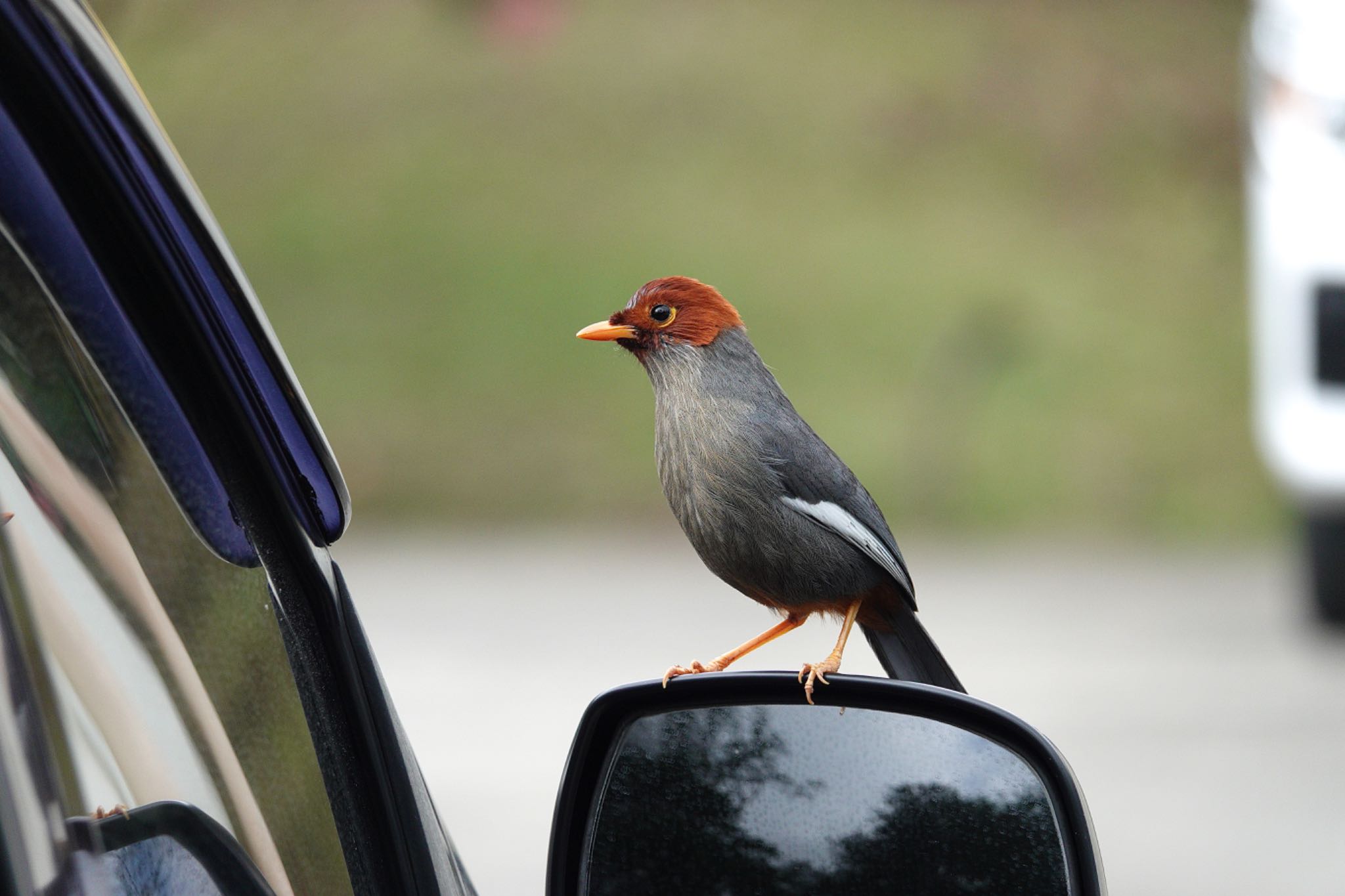 Chestnut-hooded Laughingthrush