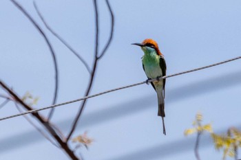 Blue-throated Bee-eater Oslob, Philippines Fri, 5/3/2024