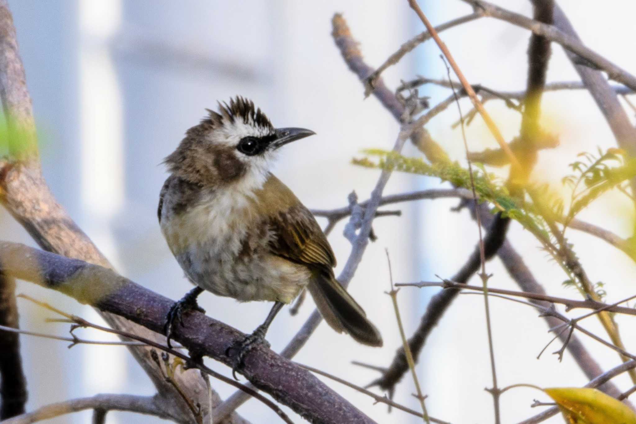 Photo of Yellow-vented Bulbul at Oslob, Philippines by iwere-a-bird