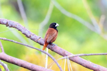 Chestnut Munia Oslob, Philippines Thu, 5/2/2024