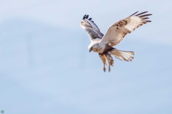 Rough-legged Buzzard 利根川 Sat, 2/24/2024