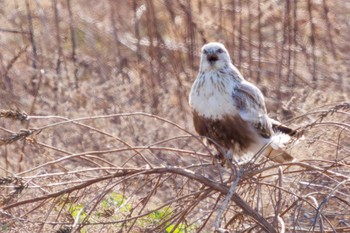 Rough-legged Buzzard 利根川 Sat, 2/24/2024