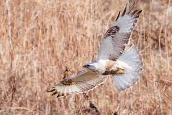 Rough-legged Buzzard 利根川 Sat, 2/24/2024