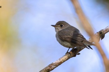 コサメビタキ 軽井沢野鳥の森 2024年4月28日(日)