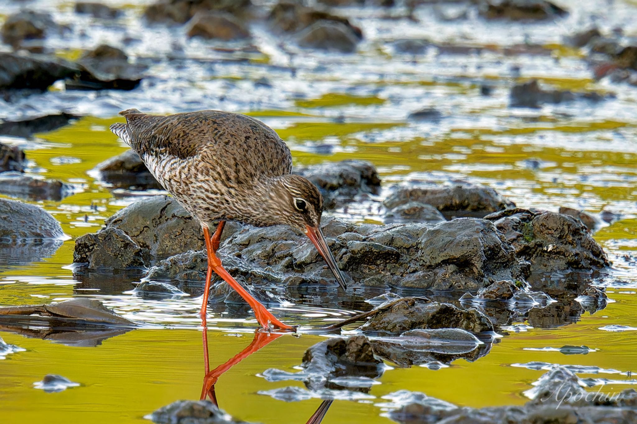 アカアシシギ