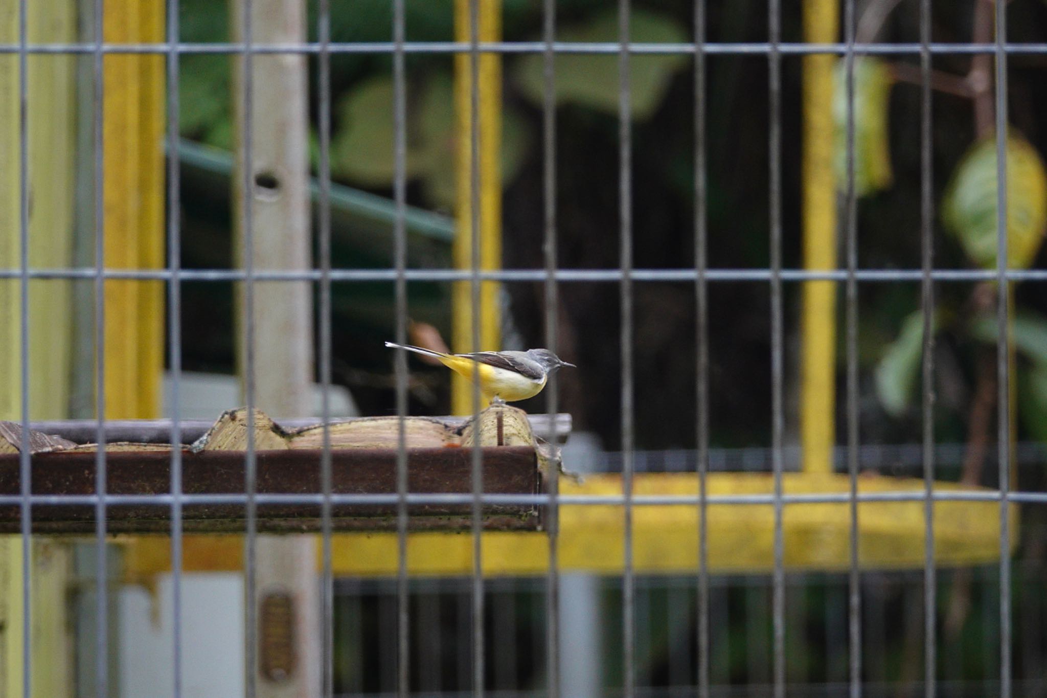 Grey Wagtail