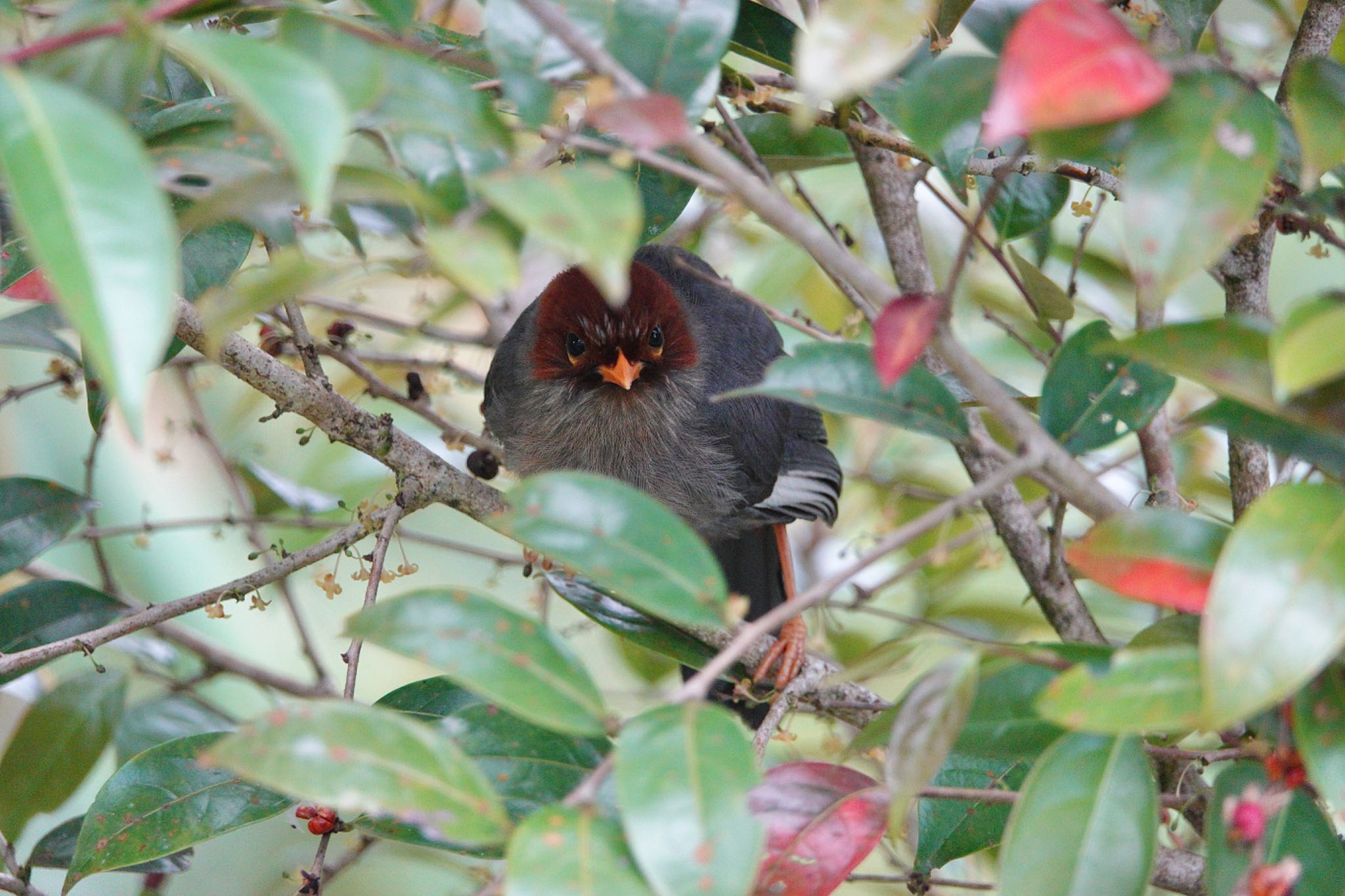 Chestnut-hooded Laughingthrush