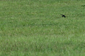 Barn Swallow 大和民俗公園 Sat, 5/11/2024