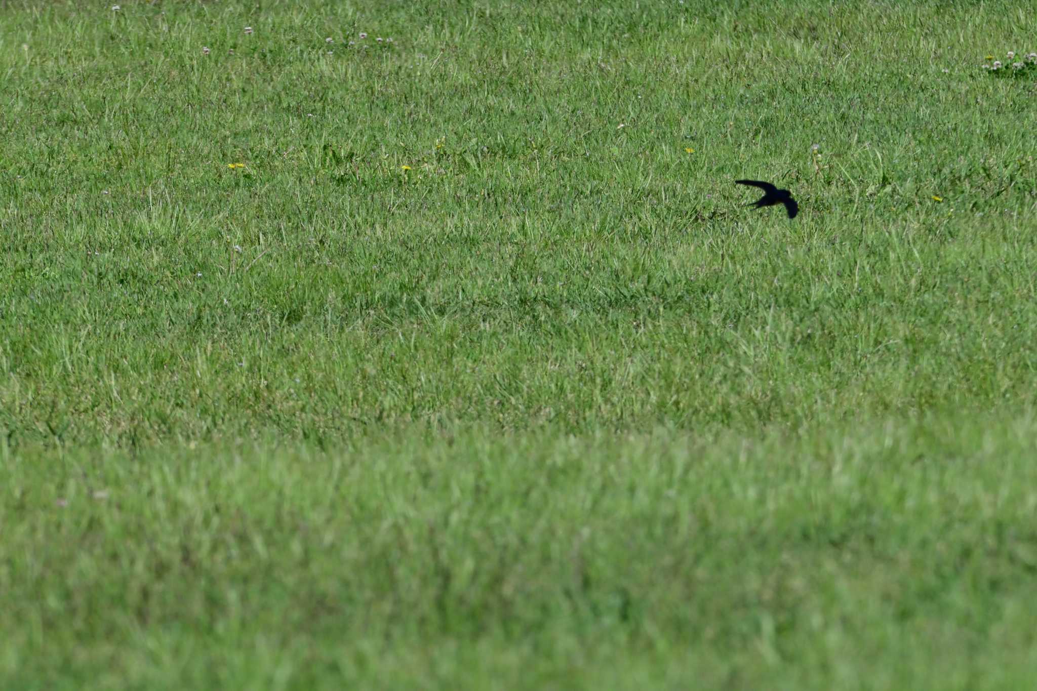 Barn Swallow