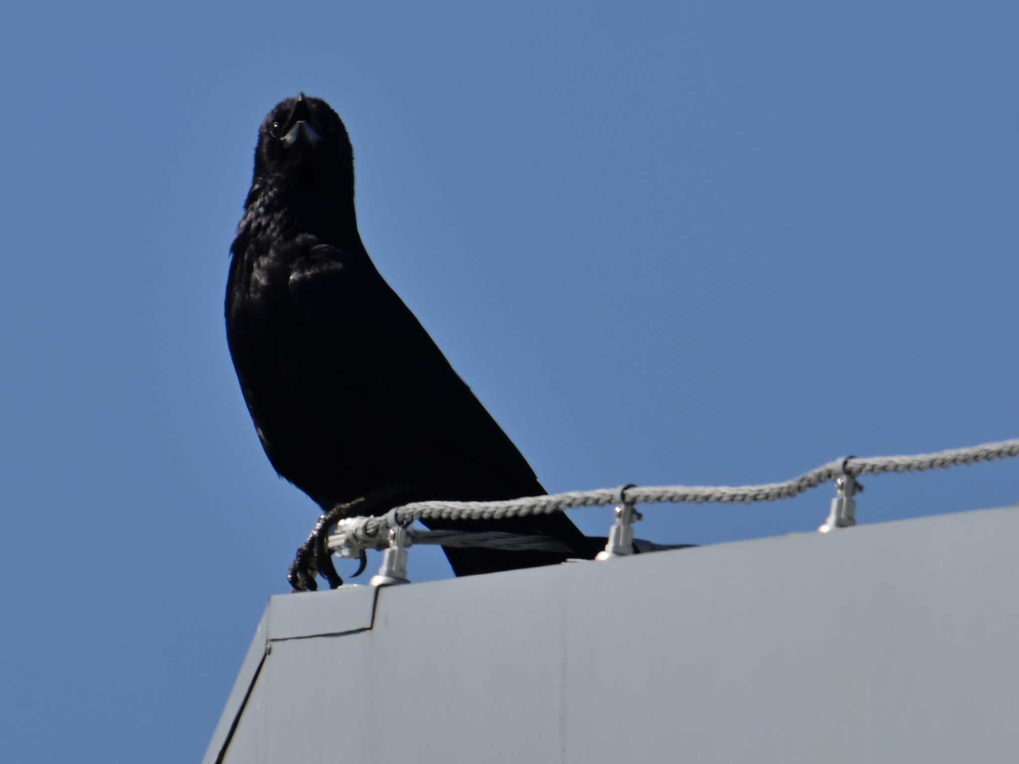 Carrion Crow