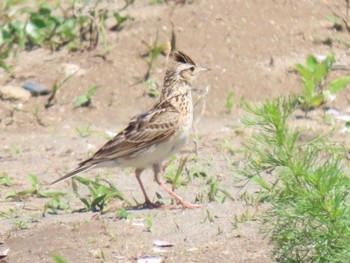 ヒバリ 宮城県 鳥の海 2024年5月14日(火)