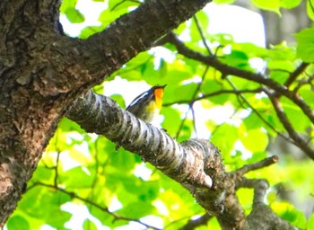 2024年5月14日(火) 北海道 函館市 見晴公園の野鳥観察記録