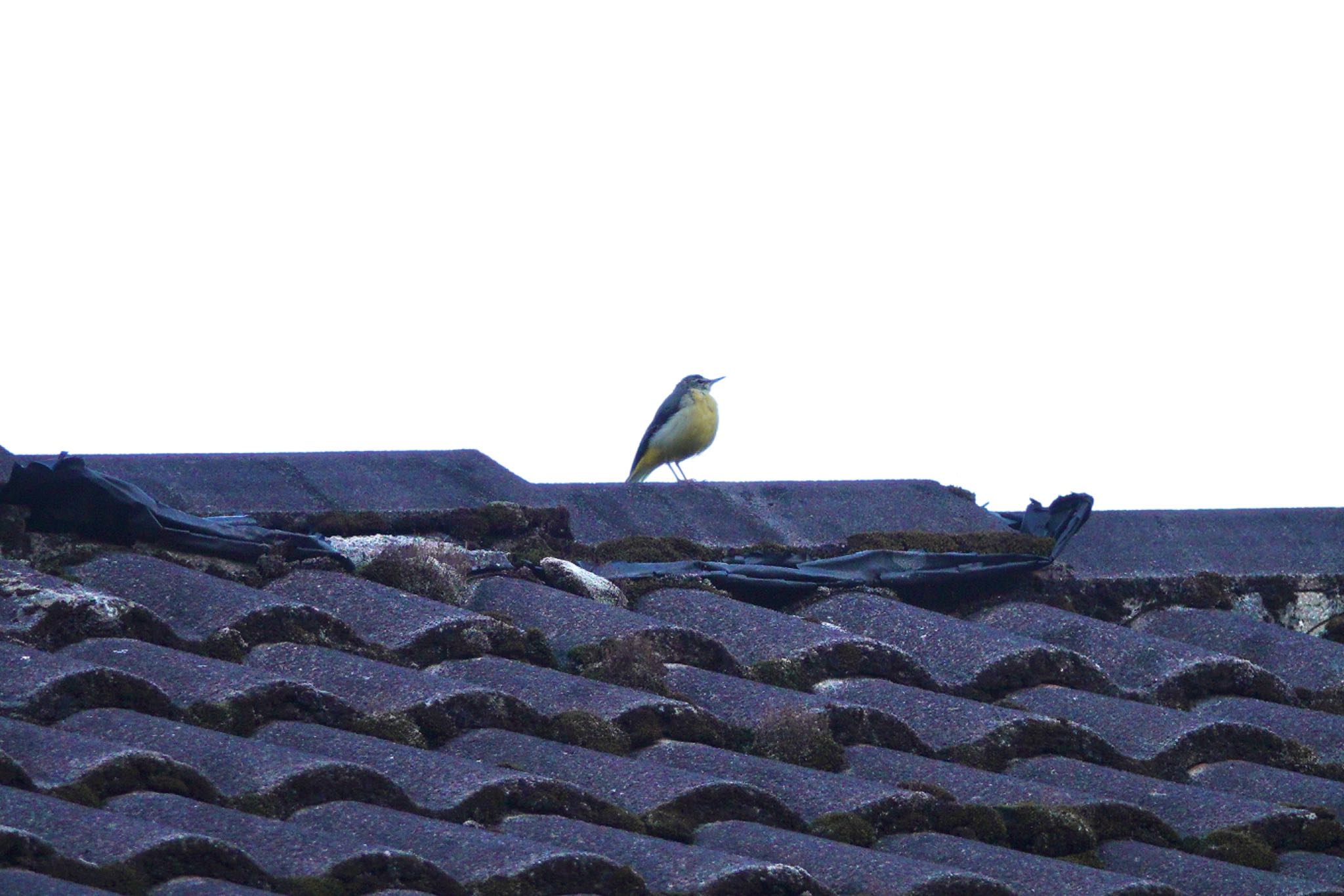 Grey Wagtail