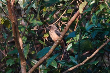 Bornean Treepie Kinabaru park Mon, 2/26/2024