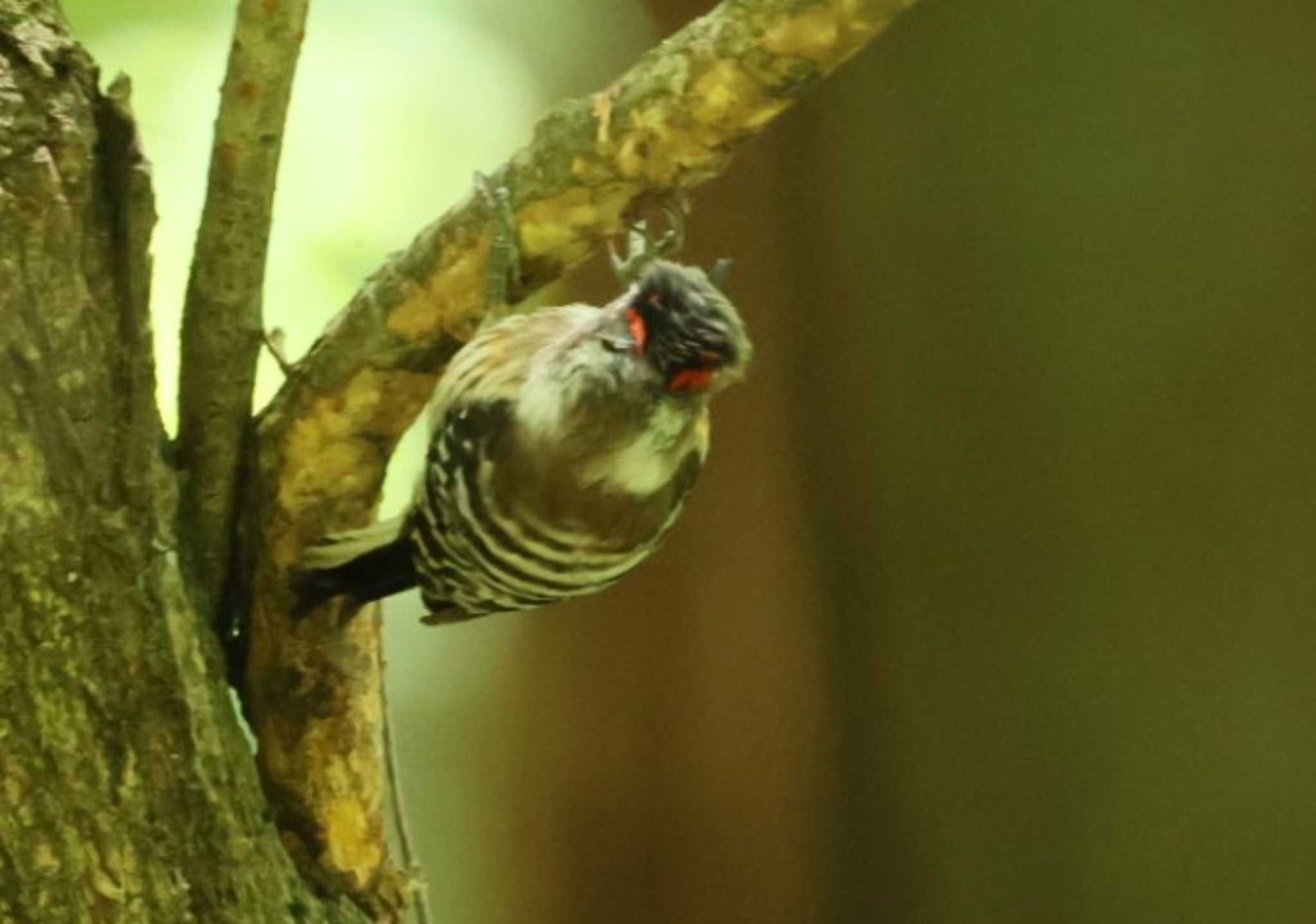 Japanese Pygmy Woodpecker