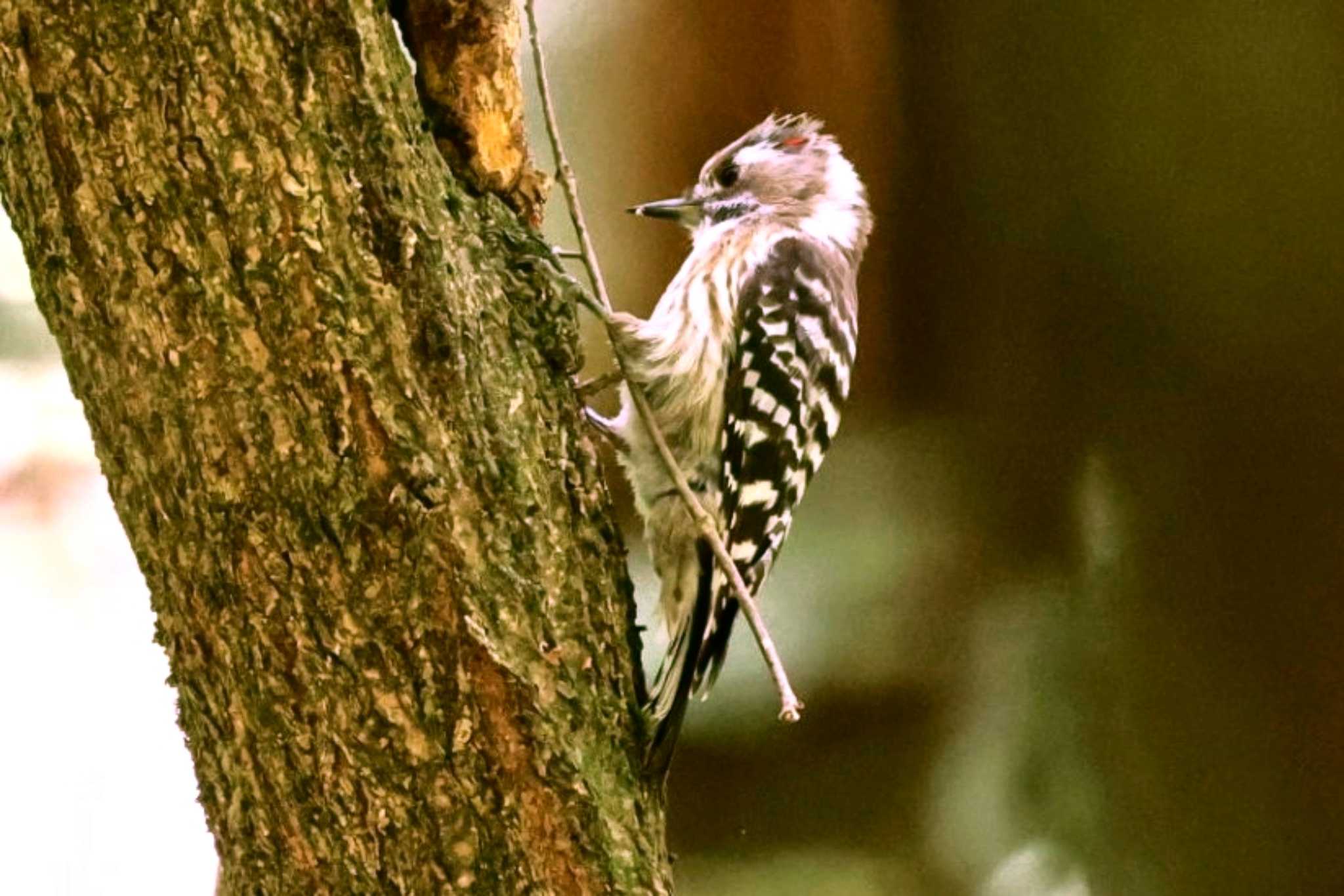 Japanese Pygmy Woodpecker